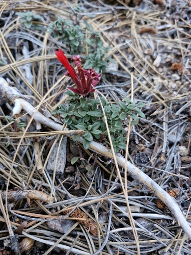 Monardella macrantha, photograph 5