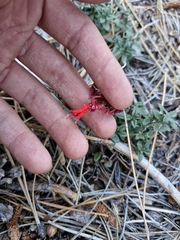 Monardella macrantha, photograph (c) Diego Maldonado de la Torre, some rights reserved (CC BY)