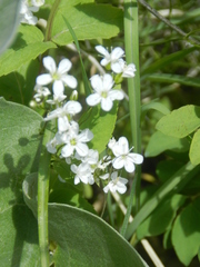 Moehringia lateriflora