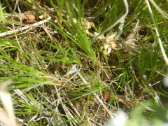 Moehringia lateriflora