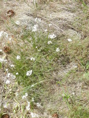 Moehringia lateriflora