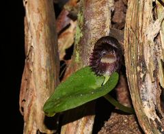Corybas grumulus