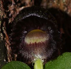 Corybas grumulus