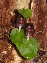 Corybas grumulus