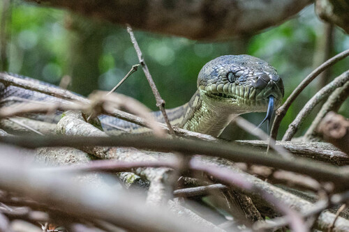 Coastal Carpet Python sighting