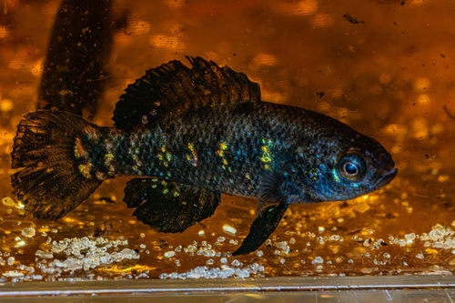 Everglades pygmy sunfish (Elassoma evergladei) — Elassomatidae