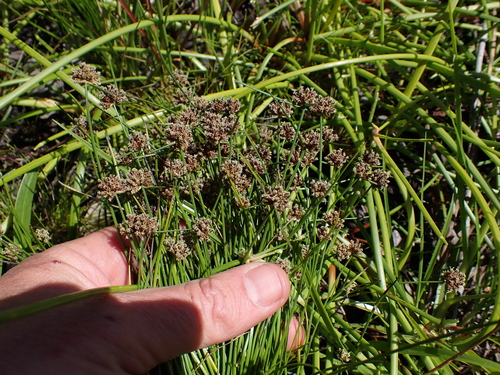 Image of Isolepis antarctica by (c) Eugene Hahndiek, some rights reserved (CC BY-SA)