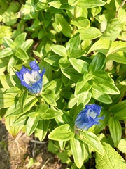 Gentiana platypetala