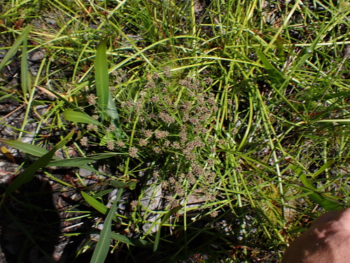 Image of Isolepis antarctica by (c) Eugene Hahndiek, some rights reserved (CC BY-SA)