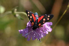 Zygaena ephialtes