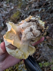 Albatrellaceae