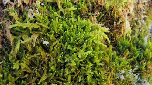 Sphenolobus saxicola, 2024-10-23