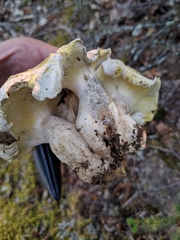 Albatrellaceae
