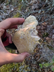 Albatrellaceae