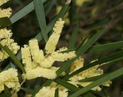 Acacia longifolia longifolia