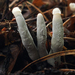 Xylaria polymorpha - Photo (c) aarongunnar, alguns direitos reservados (CC BY), uploaded by aarongunnar