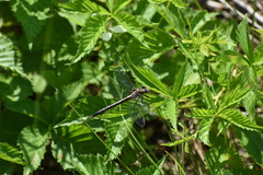 Phanogomphus borealis