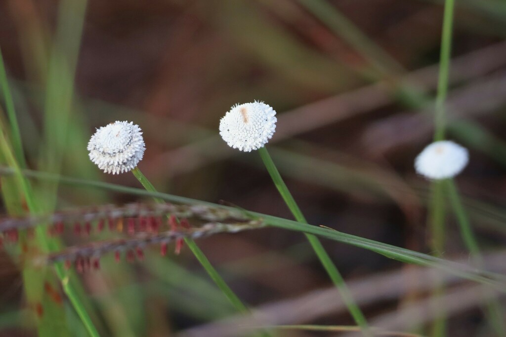 Eriocaulon ubonense (Eriocaulon ubonense)