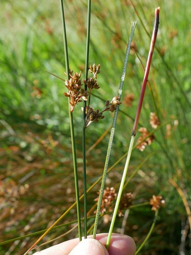 Juncus distegus (Juncus distegus)