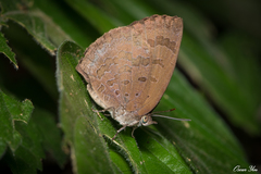 Arhopala japonica