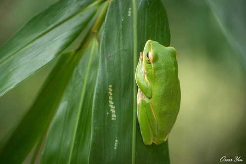 Zhangixalus prasinatus