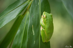 Zhangixalus prasinatus