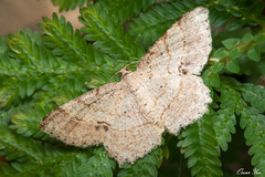 Calletaera basipuncta