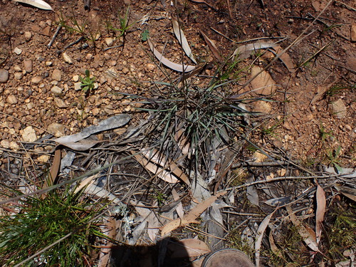 Image of Eragrostis capensis by (c) Eugene Hahndiek, some rights reserved (CC BY-SA)