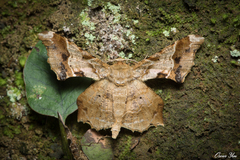 Krananda oliveomarginata