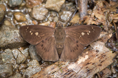 Seseria formosana