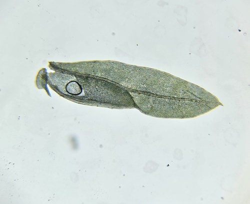 Image of Fissidens bryoides by (c) Helen Waterman, some rights reserved (CC BY)