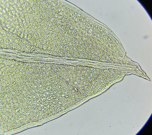 Image of Fissidens bryoides by (c) Helen Waterman, some rights reserved (CC BY)