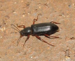 Xylopinus saperdoides