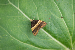 Choreutis basalis