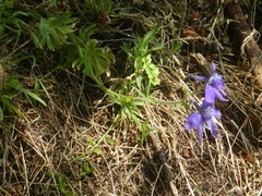 Delphinium bicolor