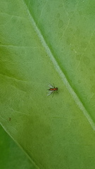 Chrysosoma globiferum