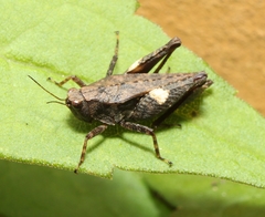 Tettigidea lateralis