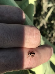 Paranaemia vittigera