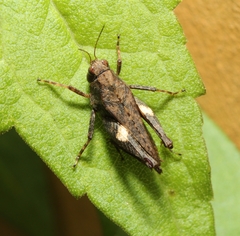 Tettigidea lateralis