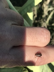 Paranaemia vittigera