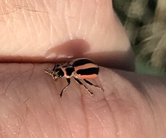 Paranaemia vittigera