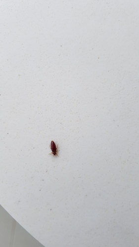 Tropical Bed Bug photo 5
