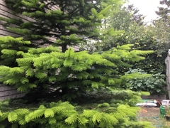 Abies nordmanniana