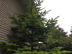 Abies nordmanniana