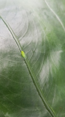 Kallitaxila granulata