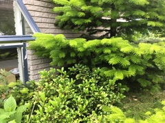 Abies nordmanniana