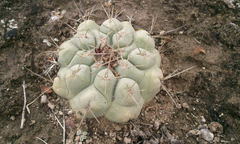 Thelocactus hexaedrophorus hexaedrophorus