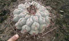 Thelocactus hexaedrophorus hexaedrophorus