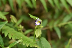 Torenia violacea