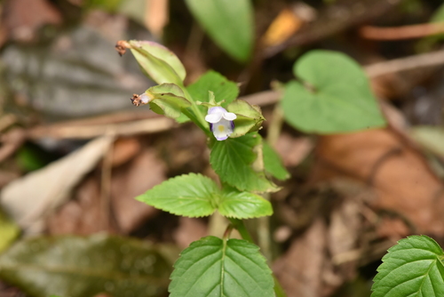 Torenia violacea, photograph 1